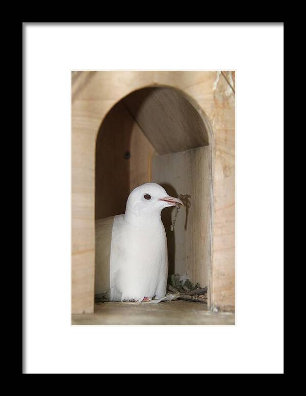 Homing Pigeon Framed Print featuring the photograph Home Sweet Home... Homing pigeon in her nest box by Andrea Lazar