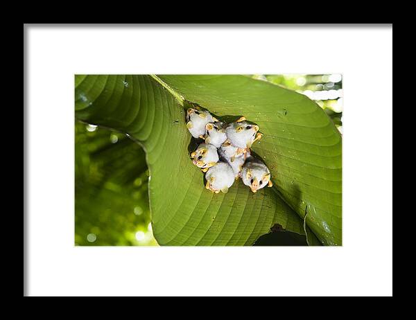 Feb0514 Framed Print featuring the photograph Honduran White Bat Roosting Costa Rica by Konrad Wothe