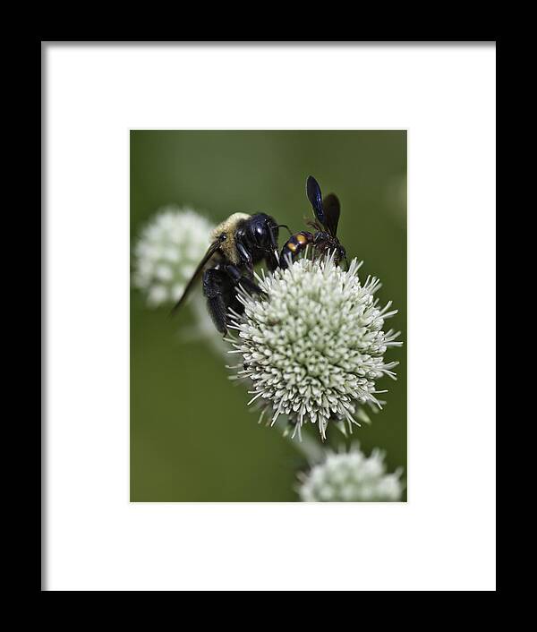 Close-ups Framed Print featuring the photograph Honey Bee 0001 by Donald Brown