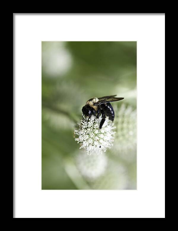 Close-ups Framed Print featuring the photograph Honey Bee at Work by Donald Brown