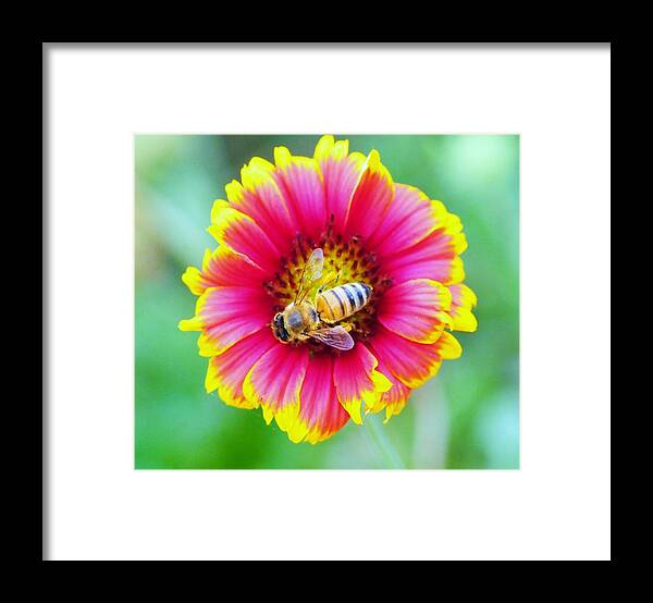 Nature Framed Print featuring the photograph Honey Bee in Beauty by Kicking Bear Productions