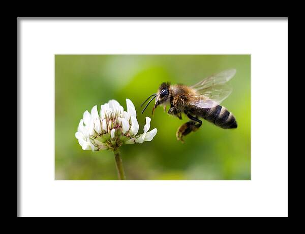 Animal Themes Framed Print featuring the photograph Honey Bee in Flight by Kees Smans