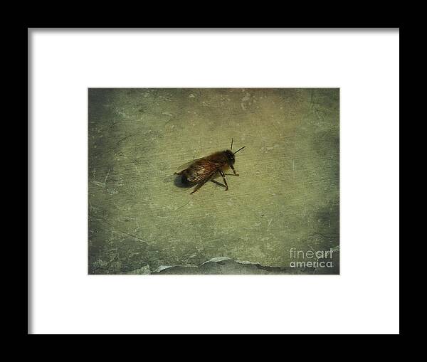 Honey Bee Framed Print featuring the photograph Honey Bee by Kristine Nora