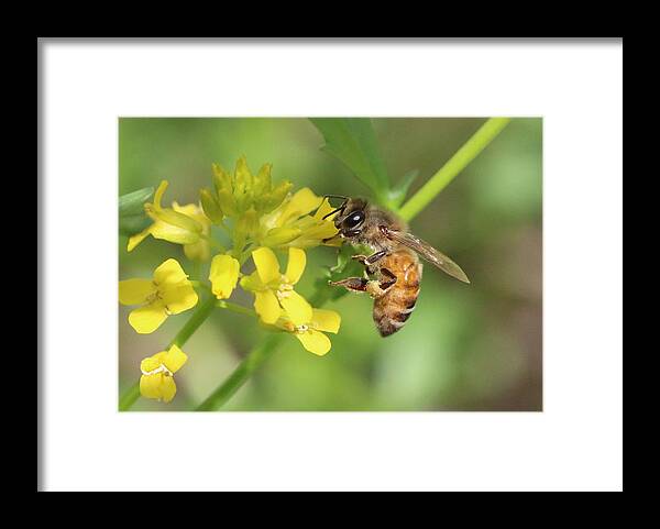 Honeybee Framed Print featuring the photograph Honey Bee on Mustard by Lucinda VanVleck