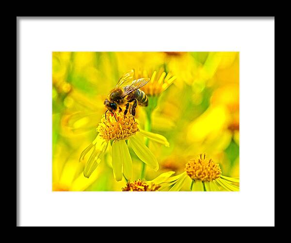 Nature Framed Print featuring the photograph Honey Colours by Steven Poulton