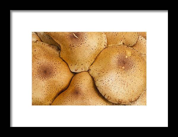 Feb0514 Framed Print featuring the photograph Honey Fungus Mushrooms Germany by Duncan Usher