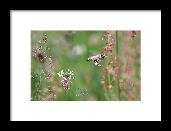 Honeybee Framed Print featuring the photograph Honeybee Flying in a Meadow by Lucinda VanVleck