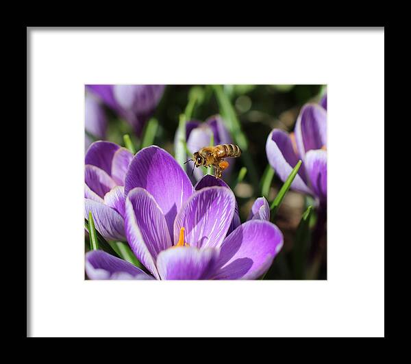 Honeybee Framed Print featuring the photograph Honeybee Flying Over Crocus by Lucinda VanVleck