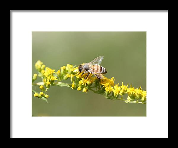 Honeybee Framed Print featuring the photograph Honeybee on Goldenrod Twig by Lucinda VanVleck