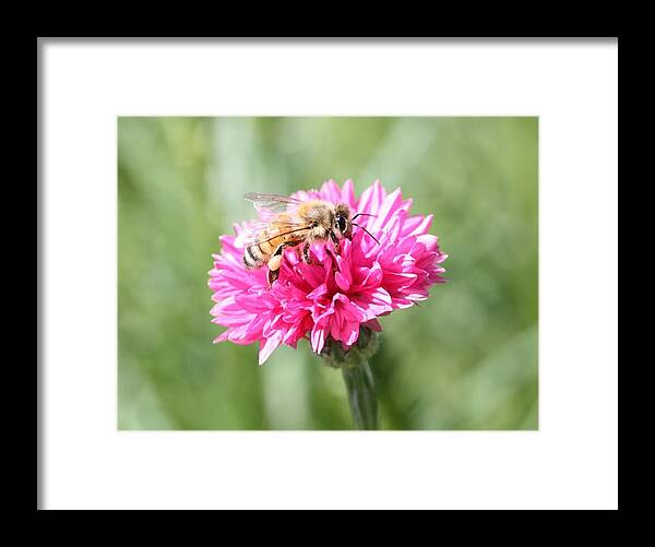 Honeybee Framed Print featuring the photograph Honeybee on Pink Bachelor's Button by Lucinda VanVleck