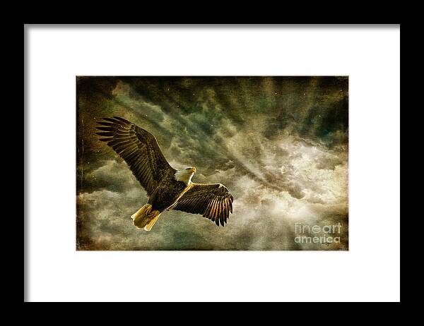 Eagle Framed Print featuring the photograph Honor Bound In Blue by Lois Bryan