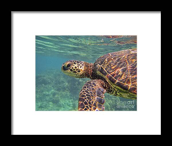 Hawaiian Green Sea Turtle Framed Print featuring the photograph Honu Hello by Bette Phelan