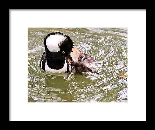 Hooded Mergansers Framed Print featuring the photograph Hooded Mergansers Mating by David Byron Keener