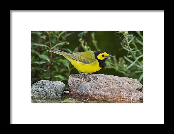 Hooded Warbler Framed Print featuring the photograph Hooded Warbler by Anthony Mercieca