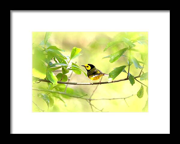 Bird Framed Print featuring the photograph Hooded Warbler - IMG_9274-007 by Travis Truelove