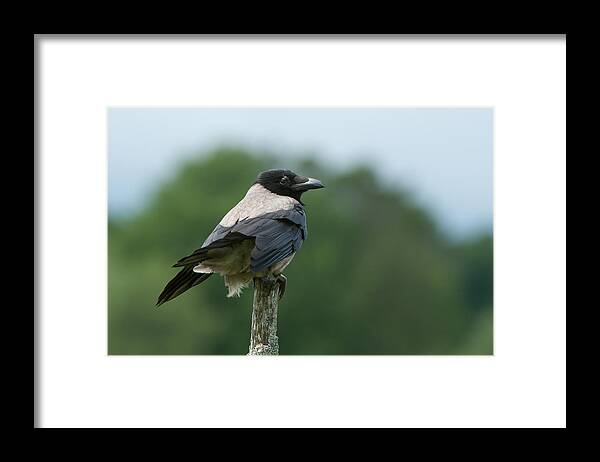 Hoodiecrow Framed Print featuring the photograph Hoodiecrow by Torbjorn Swenelius