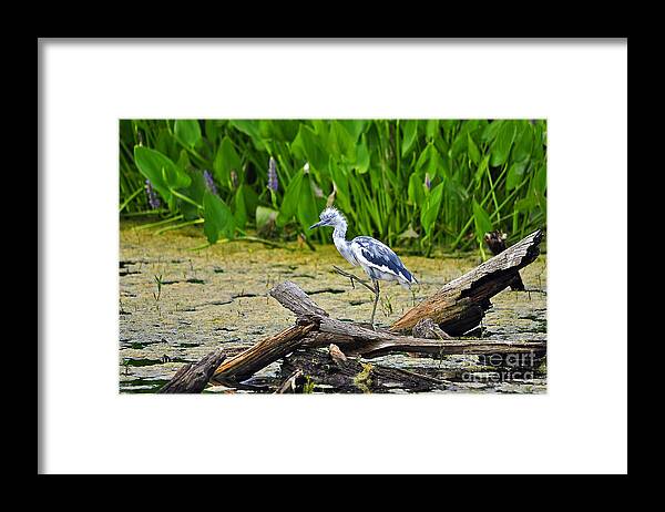 Heron Framed Print featuring the photograph Hooligan Heron by Al Powell Photography USA