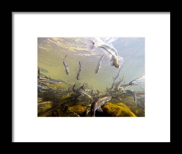 Alaska Framed Print featuring the photograph Hooligan Underwater by Michele Cornelius