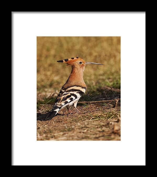 Hoopoe Framed Print featuring the photograph Hoopoe by Paul Scoullar