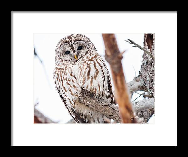 Owls Framed Print featuring the photograph Hoot Hoot by Cheryl Baxter
