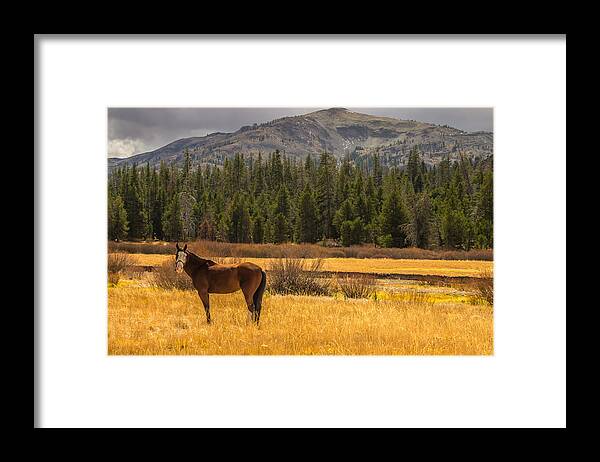 Landscape Framed Print featuring the photograph Hope Valley Horse by Marc Crumpler