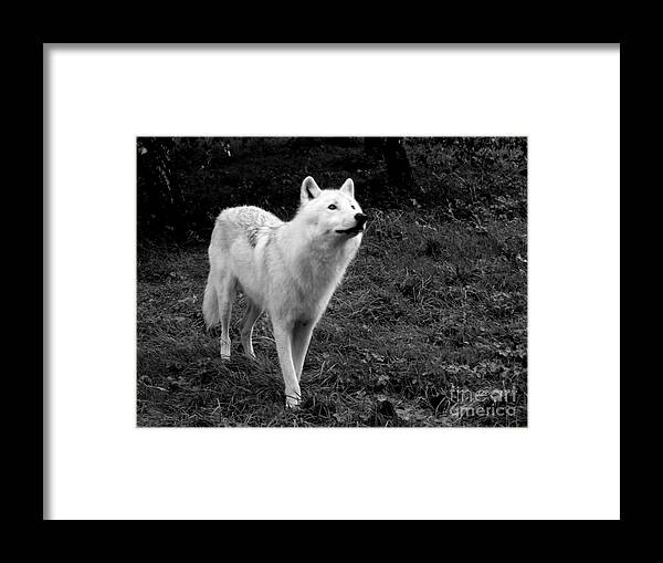 Arctic Framed Print featuring the photograph Hopeful by Vicki Spindler