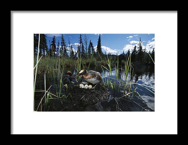Feb0514 Framed Print featuring the photograph Horned Grebe Pair At Nest With Eggs by Michael Quinton