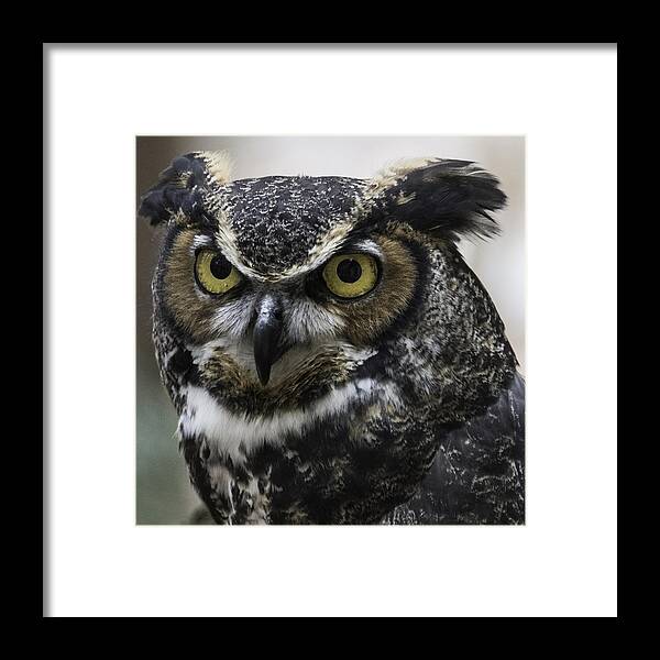 Birds Framed Print featuring the photograph Horned Owl by Donald Brown