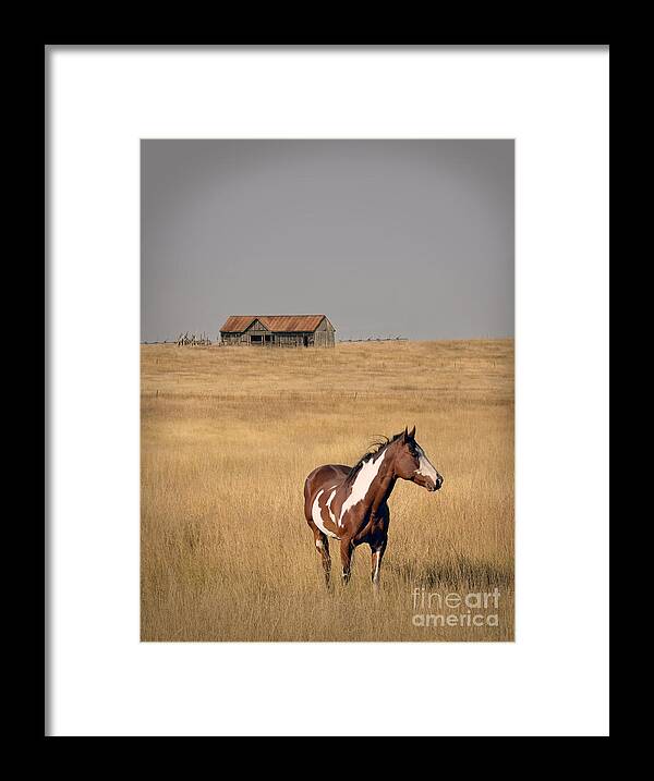 Horse Framed Print featuring the photograph Horse and Barn by Jill Battaglia