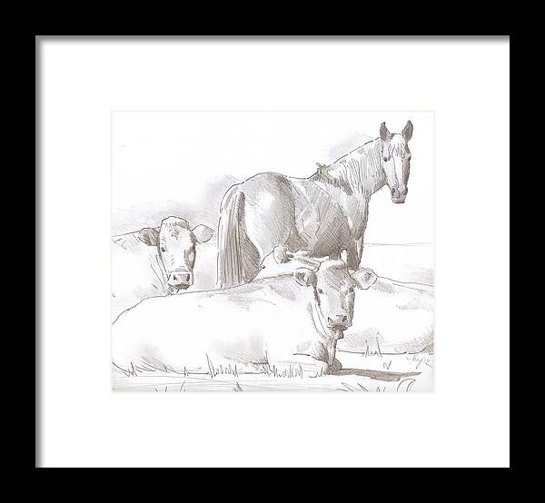 Horse Framed Print featuring the drawing Horse and Cows sketch by Mike Jory