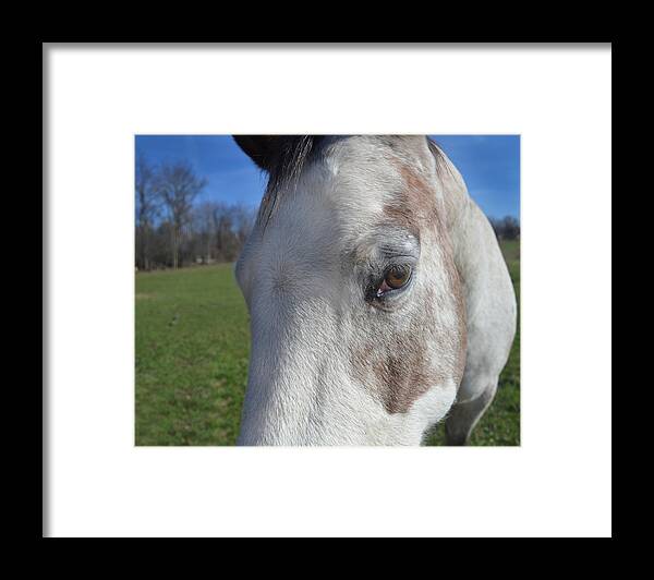 Equine Framed Print featuring the photograph Horse Close Up by Maggy Marsh