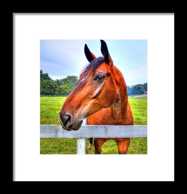 Horse Framed Print featuring the photograph Horse Closeup by Jonny D