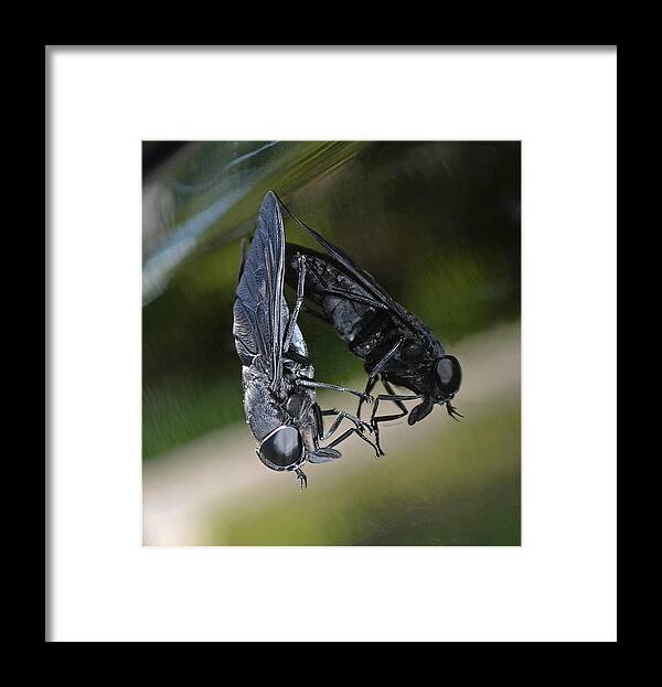 Horse Fly Framed Print featuring the photograph Horse Fly by DigiArt Diaries by Vicky B Fuller