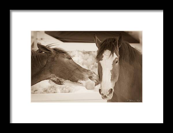 Horses Framed Print featuring the photograph Horse Friends by Natalie Rotman Cote
