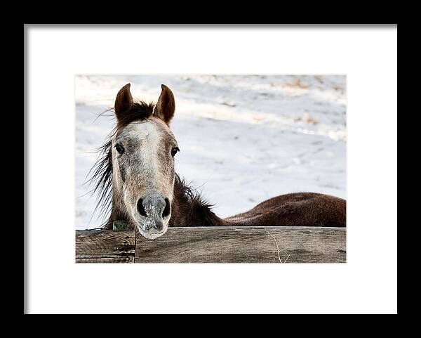 Horse Framed Print featuring the photograph Horse Greeting by Paul Berger