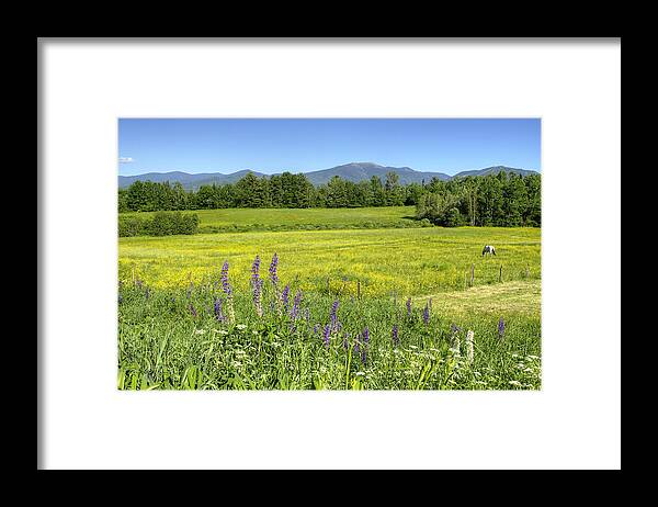Horse Framed Print featuring the photograph Horse in Buttercup Field by Donna Doherty