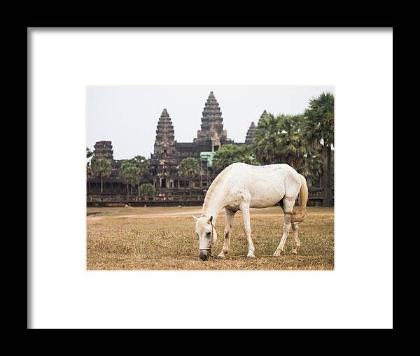 Horse Framed Print featuring the photograph Horse In Front Of Angkor Wat Temple by Miha Pavlin