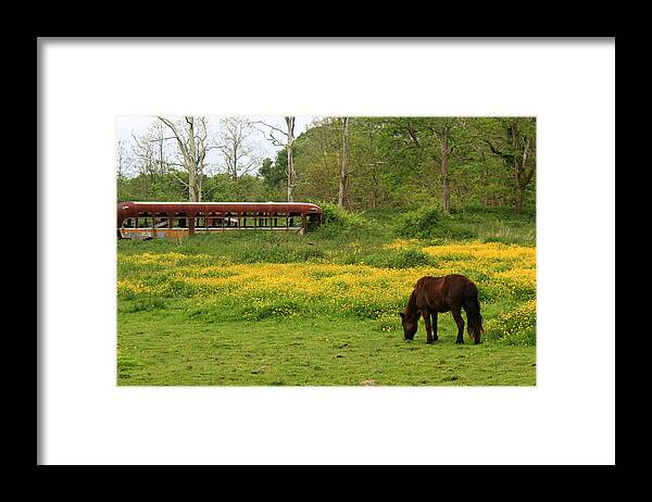 Horse Framed Print featuring the photograph Horse in the Meadow near Weetamoo by Andrew Pacheco