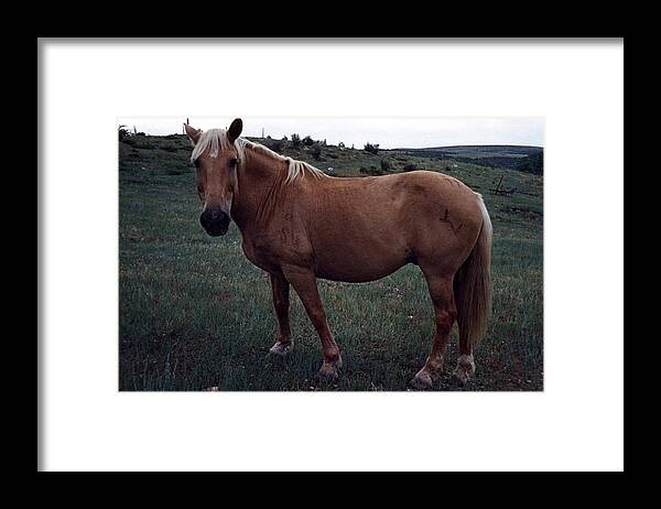 Horse Framed Print featuring the photograph Horse by John Mathews