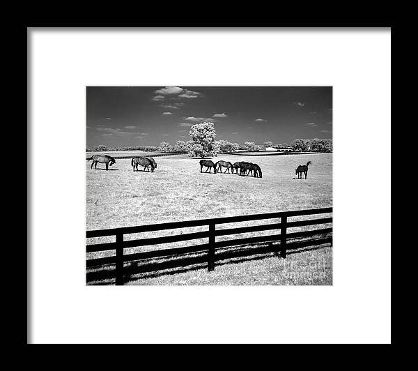 Horses Framed Print featuring the photograph Horse Pasture Infrared by Martin Konopacki