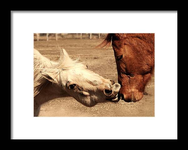 Horses Framed Print featuring the photograph Horse Play by Steven Milner