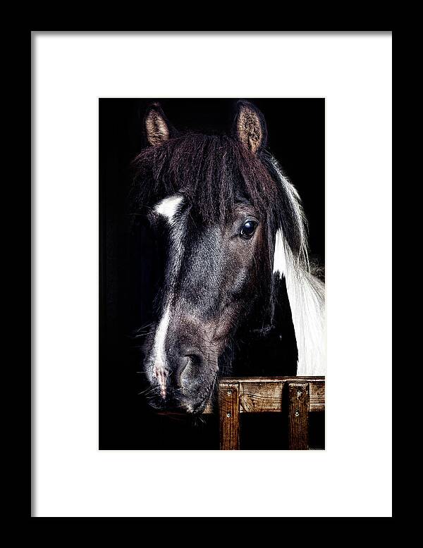 Horse Framed Print featuring the photograph Horse Portrait by Peter Glogiewicz