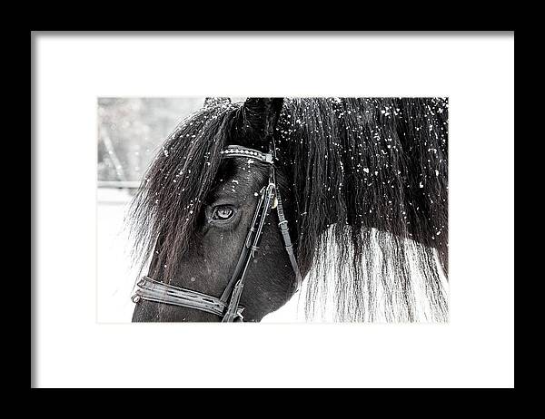 Horse Framed Print featuring the photograph Horse with Mane black and white by JBK Photo Art