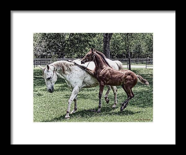 Horse Photograph Framed Print featuring the photograph Horse Yoga by Lucy VanSwearingen