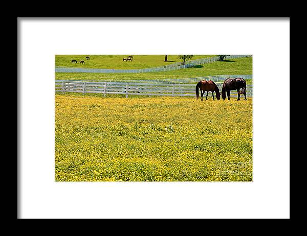 Field Framed Print featuring the photograph Horses Grazing in Field by Danny Hooks