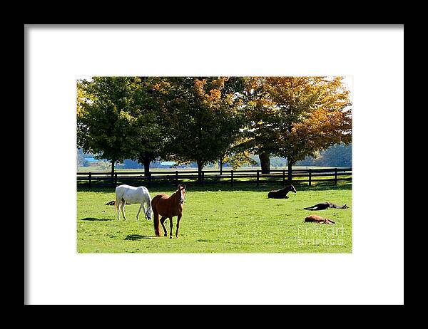 Horse Framed Print featuring the photograph Horses in Fall by Janice Byer