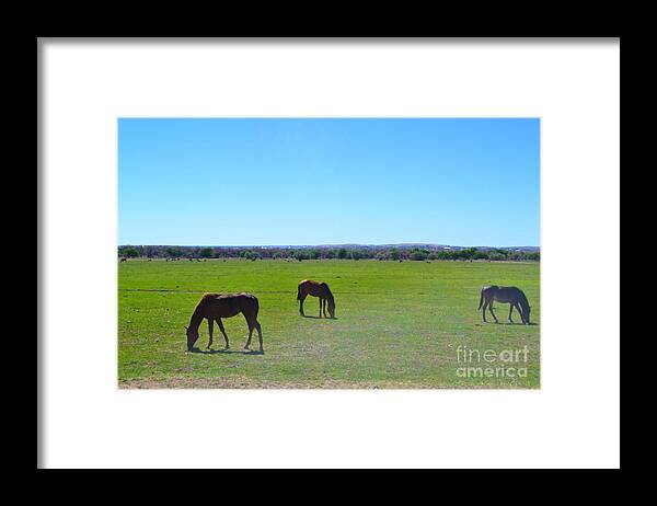 Horses Framed Print featuring the photograph Horses in New Mexico by Cat Rondeau