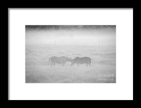 Landscape Framed Print featuring the photograph Horses in the Fog by Cheryl Baxter