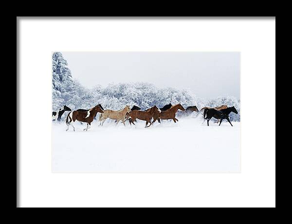 Animal Framed Print featuring the photograph Horses in Winter by Thomas Sbampato 