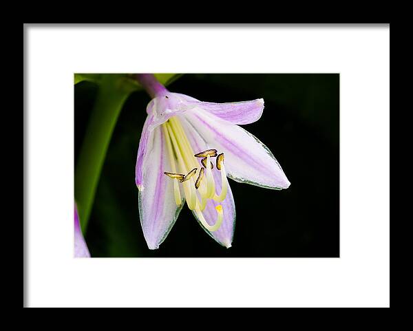 Flower Framed Print featuring the photograph Hosta in Bloom by Paul Johnson 